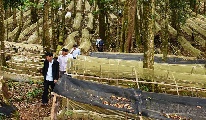 Hoang mang vì sâm tiền tỷ 'quốc bảo' mà bán tràn lan trên mạng, thật giả khó lường