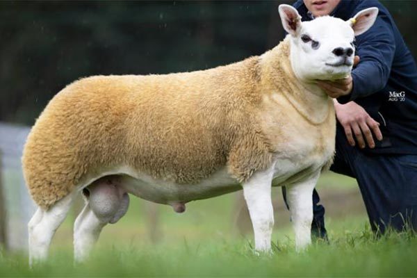 Con cừu đắt nhất thế giới, giá gần 11,4 tỷ đồng có gì đặc biệt?