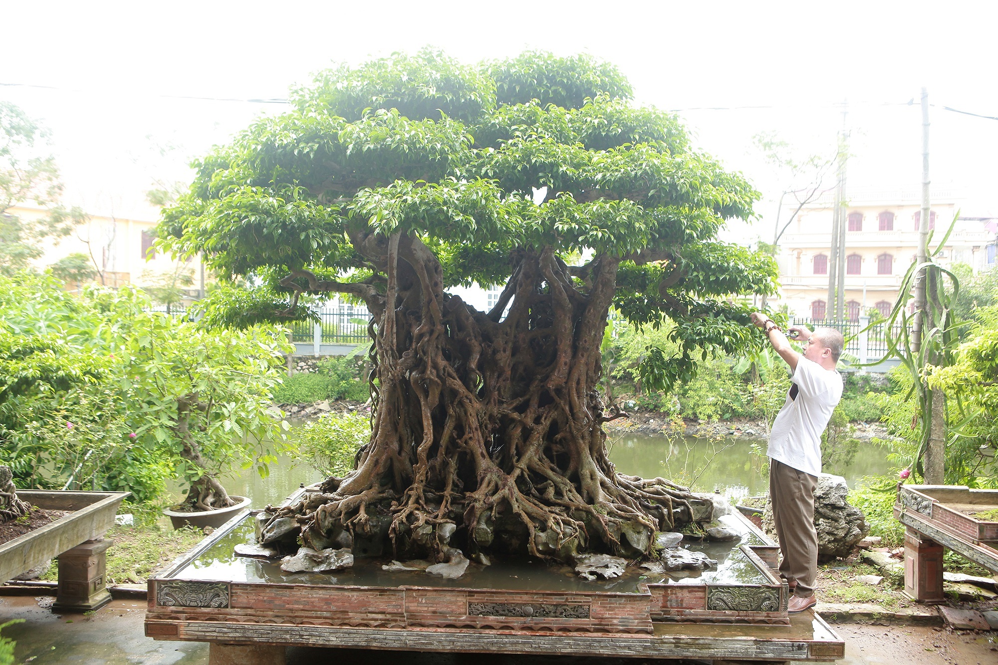 Loài côn trùng chỉ sống vài tiếng, đặc sản trứ danh trên sông Hồng