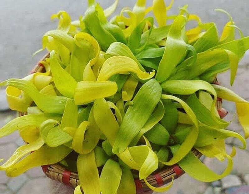 Hoa hoàng lan đắt giá, 1,5 triệu/kg vẫn được lùng mua