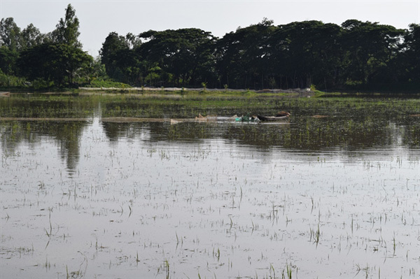Mekong Delta to release floodwaters into rice fields to fertilise soil, destroy pests
