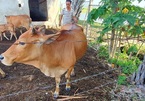Kỳ án xét nghiệm ADN để phân xử tranh chấp bốn con bò ở Hà Tĩnh