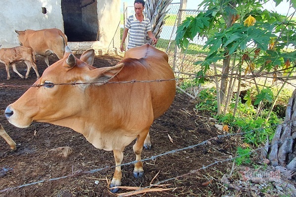 Kỳ án xét nghiệm ADN để phân xử tranh chấp bốn con bò ở Hà Tĩnh