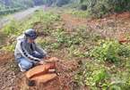 Chủ rừng ở Quảng Trị bị phạt hơn 300 triệu vì... phá rừng