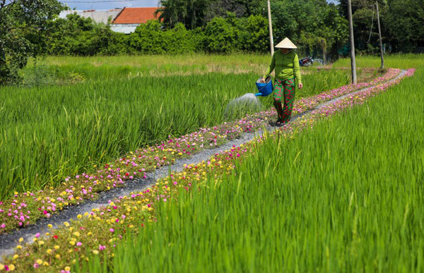 Residents plant moss rose along rural roads to tackle littering