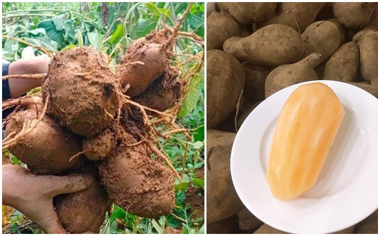 Rộ mùa khoai sâm Lào Cai: Thơm mùi nhân sâm nhưng giá rẻ như khoai lang