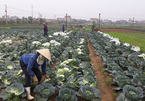 Farm produce deficiency in China offers opportunity for Vietnamese exports