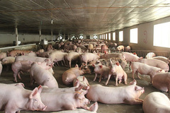 Pork price high, livestock companies pocket high profits