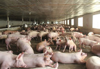 Pork price high, livestock companies pocket high profits