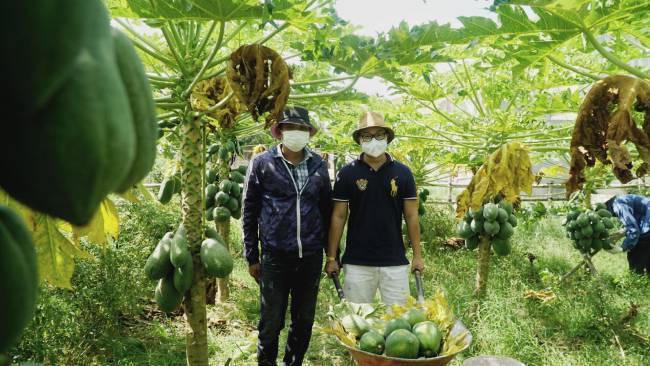 Hàng chục tấn đu đủ Quảng Nam bị ép giá, người Đà Nẵng ra tay 