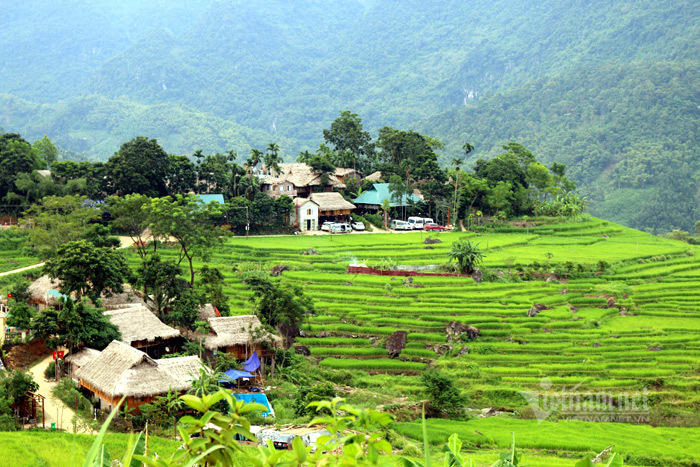 Chớm thu, kéo nhau đi ngắm ruộng bậc thang mùa lúa chín