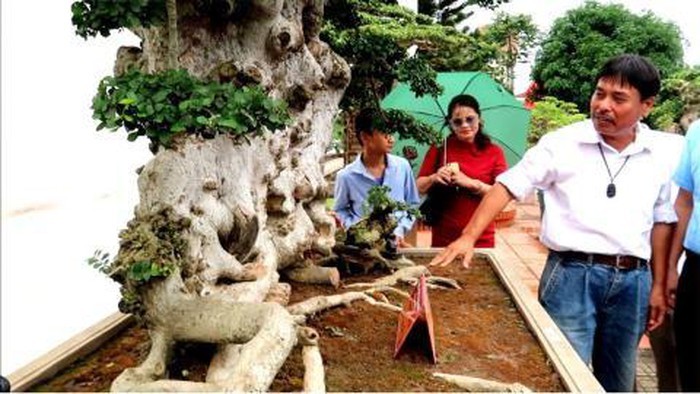 Bán cây Lão mai đại thọ 7 tỷ: Giá thật bao nhiêu?