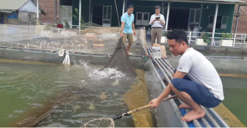 Thâm nhập trại nuôi loài cá đen trũi, dài cả mét lượn lờ như 'tàu ngầm'