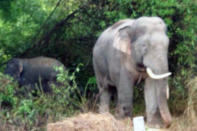 New-born wild elephant joins herd in Dong Nai