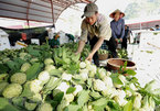 Lang Son actively promotes 'Chi Lang' custard apple specialty