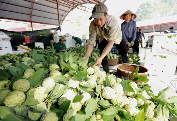 Lang Son actively promotes 'Chi Lang' custard apple specialty