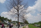 Đàn sâu xanh vặt trụi lá cây trên đường nội đô đẹp nhất Sài Gòn