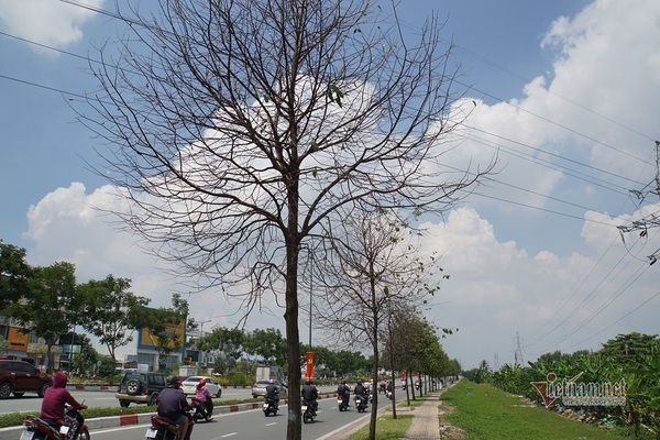 Đàn sâu xanh vặt trụi lá cây trên đường nội đô đẹp nhất Sài Gòn