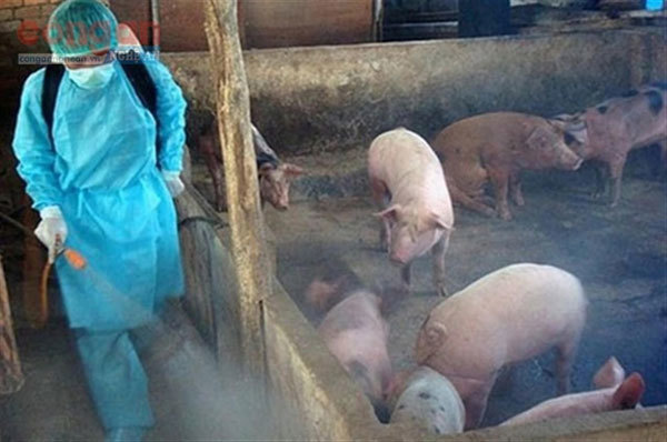 African swine fever under control