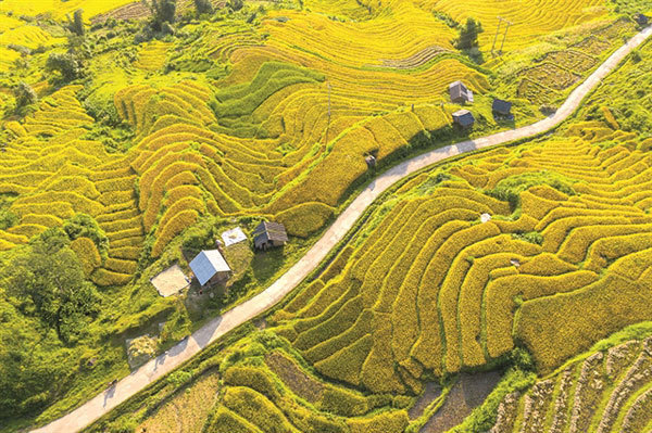 Yellow season arrives in Vietnam's northwestern region