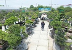 A visit to Hanoi’s largest bonsai market