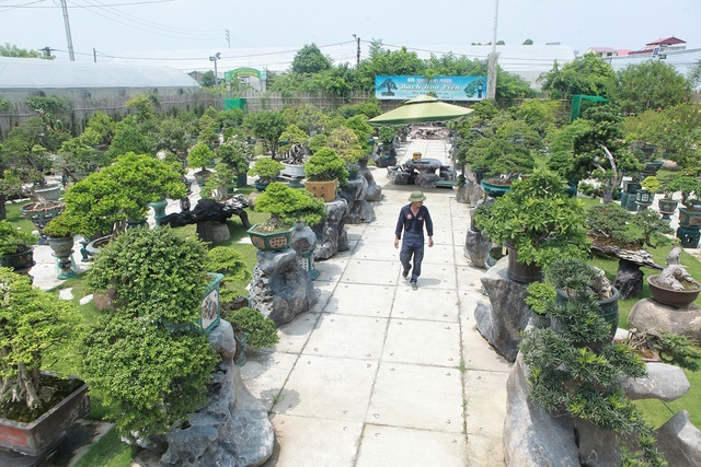 A visit to Hanoi’s largest bonsai market