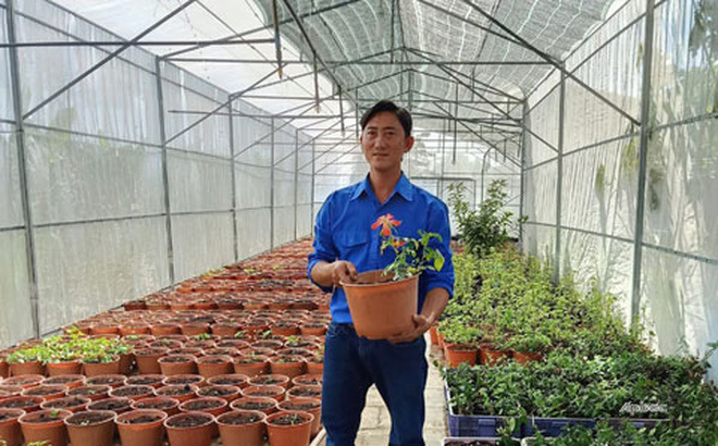 Anh nông dân trẻ bất ngờ thu 10 tỷ đồng nhờ trồng sâm quý trong chậu