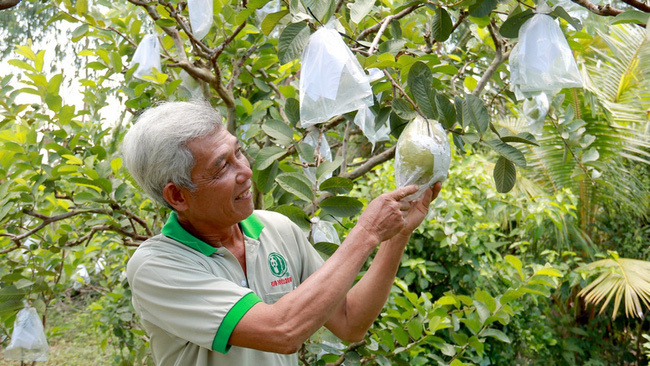 Nông dân Đồng Tháp trồng 120 cây ổi lạ, ra trái to bự bất thường