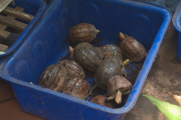 Bị khởi tố vì nuôi nhốt gần 50 con rùa hộp trán vàng quý hiếm