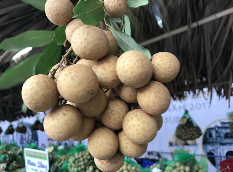 Hung Yen longan farmers reach out to world market