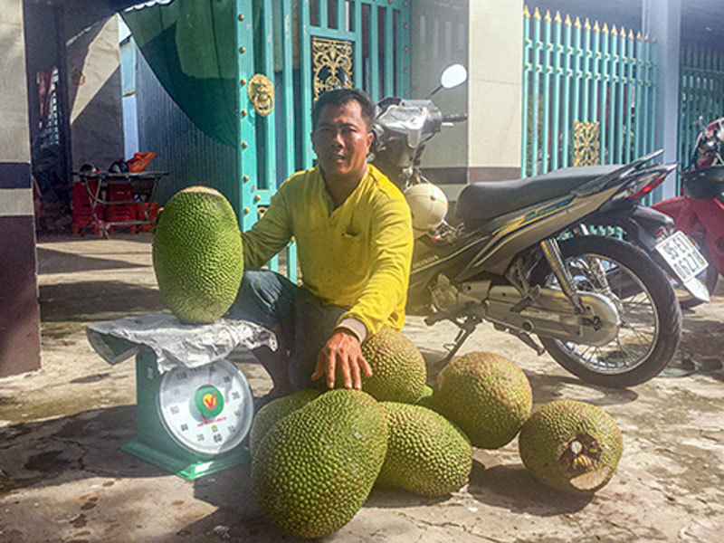 Giá mít Thái tăng vù vù, bán 1 trái to thu hơn nửa triệu đồng