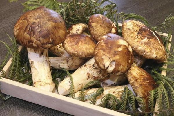 The four most expensive mushrooms sought by wealthy Vietnamese