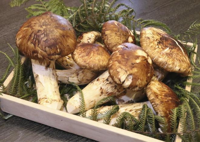 The four most expensive mushrooms sought by wealthy Vietnamese