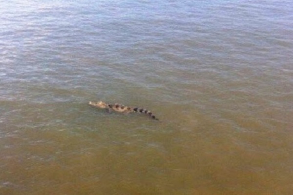 Ông Lê Trương Hải Hiếu: Cảnh báo về cá sấu xuất hiện trên sông là cần thiết