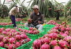 Fruit exports to China fall, but are offset by more exports to Thailand