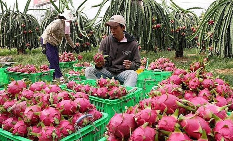 Fruit exports to China fall, but are offset by more exports to Thailand