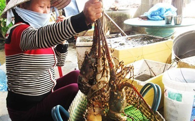 Bị dân buôn ép giá, tôm hùm 'rớt' mạnh ở vựa nuôi, người tiêu dùng bị mua đắt gấp 3