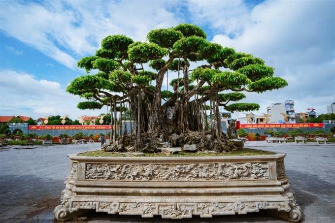 Dàn 'siêu cây' triệu USD, đại gia đổi đất, đổi nhà cũng không thể sở hữu