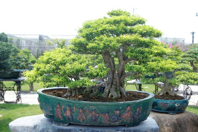 A visit to Hanoi's largest bonsai market