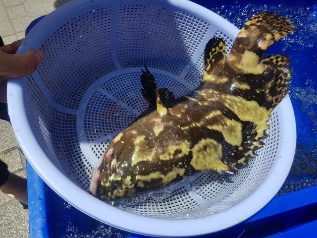 Cá mú, tôm hùm rớt giá: Dân nuôi thê thảm, người mua chịu giá đắt