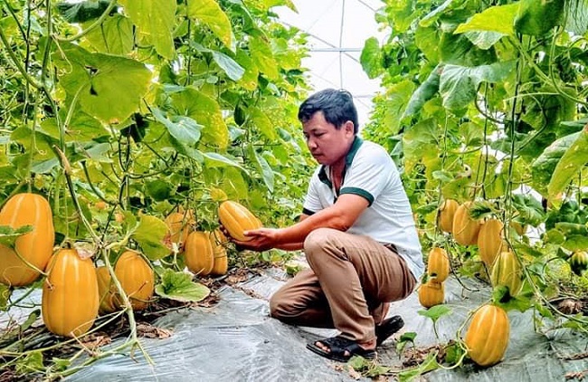 'Độc chiêu' trồng rau quả từ sữa chua hết 'đát'