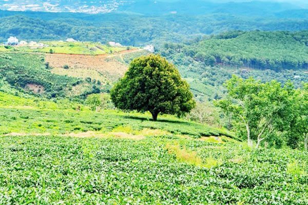 Lam Dong halts agricultural tourism projects