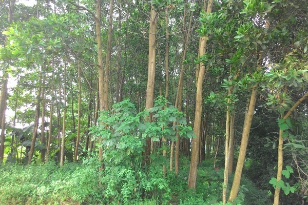 Thanh Hóa trồng mới 7.053 ha rừng