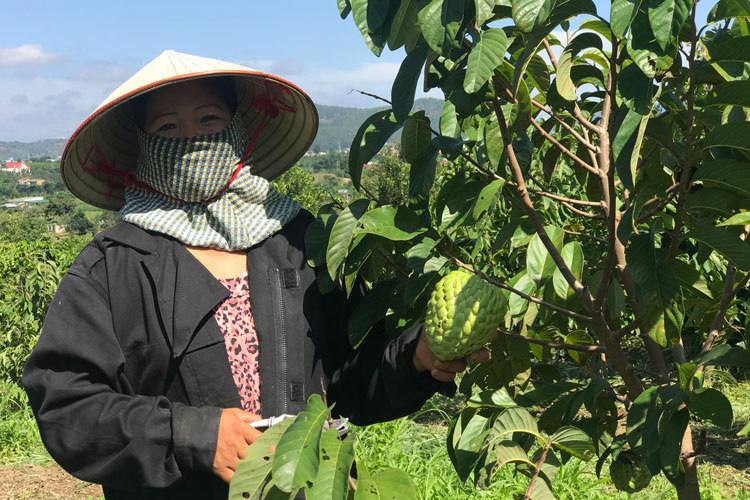 Vietnam’s breeding farms: pigs eat ginseng, buffaloes drink wine