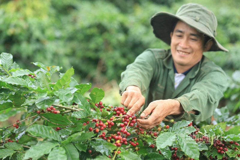 Cà phê Việt có nhiều lợi thế tại thị trường EU