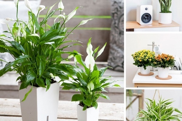 4 Loi Cay Trng Trong Nha Co Th Giup Tr Ta Khi Xua ui Vn en Tai Lc Keo n Vietnam