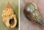 Hai loại ốc lạ gây ngộ độc làm chết người ở Khánh Hòa