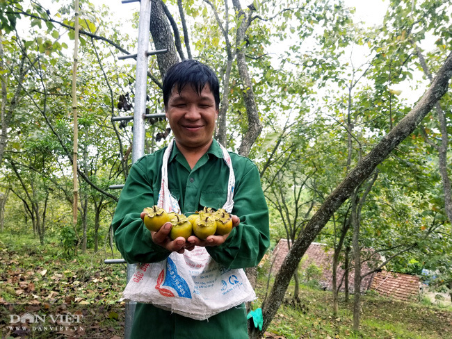 Hồng vành khuyên Lạng Sơn ngon 'tuyệt phẩm'