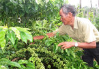 Vietnam’s first batch of coffee under EVFTA exported