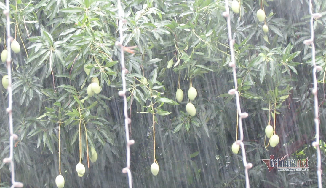 Bão số 5 đang áp sát đất liền, lốc xoáy giật đổ cây, tốc mái nhà